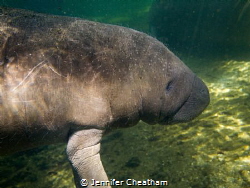Baby manatee hanging out in the spring run during winter. by Jennifer Cheatham 